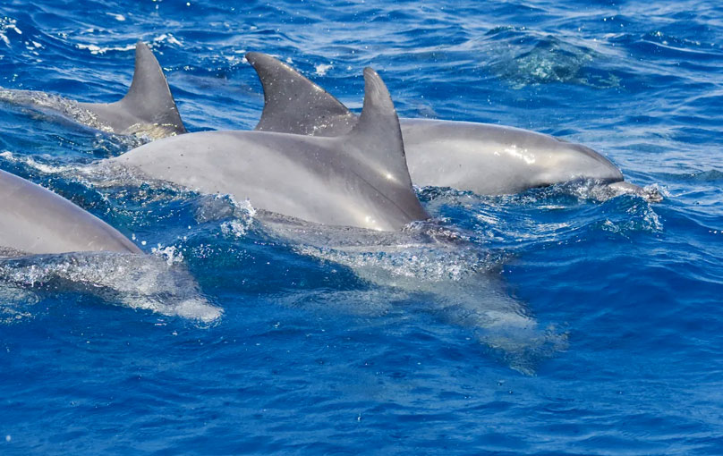 Four-Day-Zanzibar-Dolphin-Tour.
