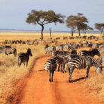 The best time to visit Tanzania