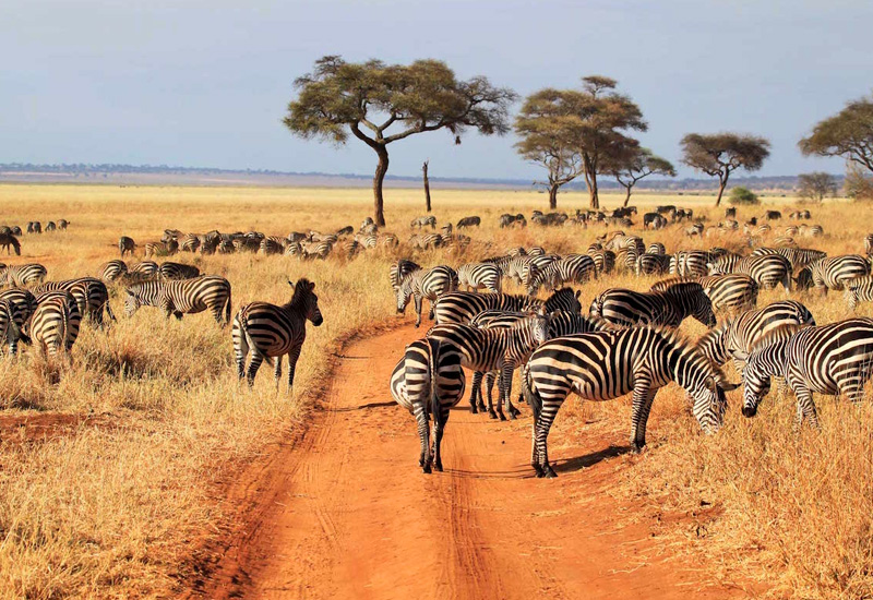 You are currently viewing The best time to visit Tanzania